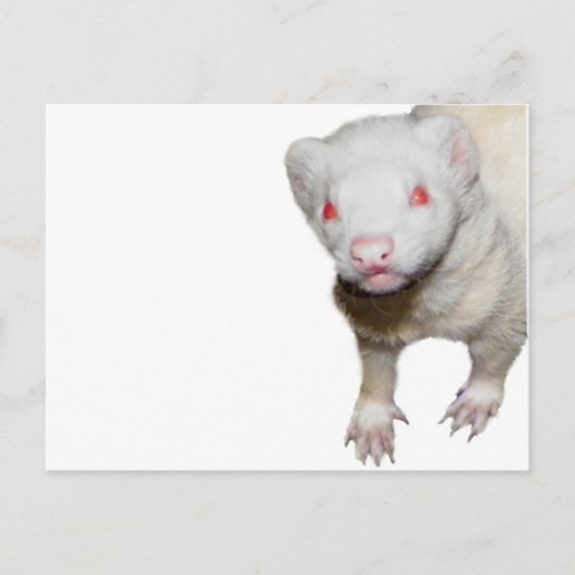 Albino Ferret Picture Postkarte (Vorderseite)