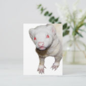 Albino Ferret Picture Postkarte (Stehend Vorderseite)