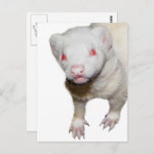 Albino Ferret Picture Postkarte (Vorne/Hinten)