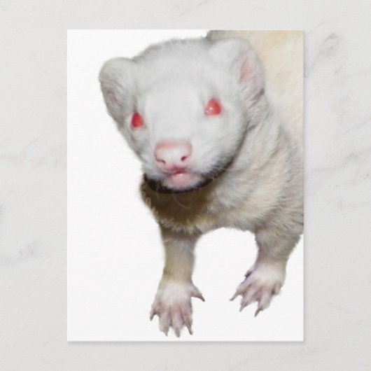 Albino Ferret Picture Postkarte (Vorderseite)