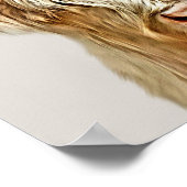 Albino Highland Cow Poster (Ecke)