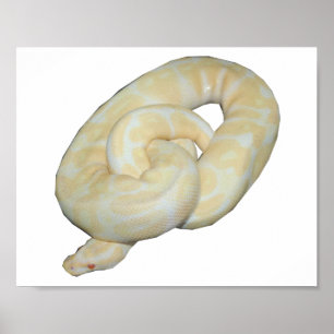 Albino-Hummel-Biene Poster