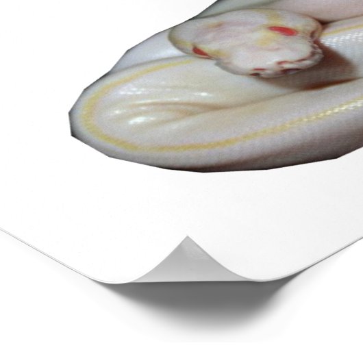 Albino Ivory Poster (Ecke)