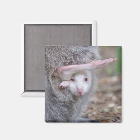 Albino Joey in der Tasche Magnet (Vorderseite/Rückseite)