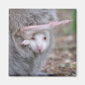 Albino Joey in der Tasche Magnet (Vorne)