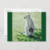 Albino Kangaroo und sein kleines Postkarte (Vorne/Hinten)