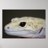 Albino Leopard Gecko Nah Up Poster (Vorne)