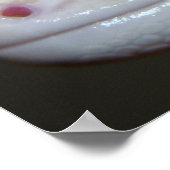 Albino Leopard Gecko Nah Up Poster (Ecke)