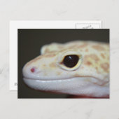 Albino Leopard Gecko Postcard Postkarte (Vorne/Hinten)