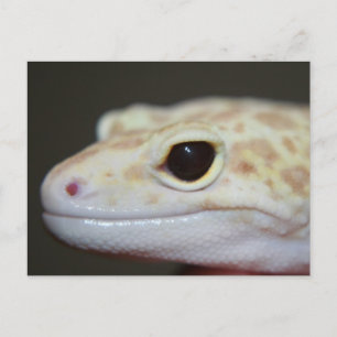 Albino Leopard Gecko Postcard Postkarte