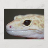 Albino Leopard Gecko Postcard Postkarte (Vorderseite)
