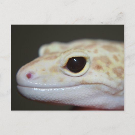 Albino Leopard Gecko Postcard Postkarte (Vorderseite)
