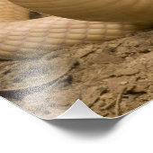 Albino Monacled Cobra, Naja kaouthia, gekocht Fotodruck (Ecke)