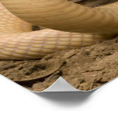 Albino Monacled Cobra, Naja kaouthia, gekocht Poster (Ecke)