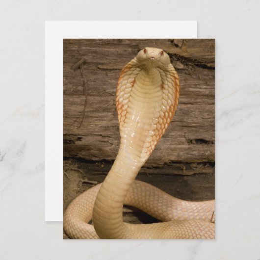 Albino Monacled Cobra, Naja kaouthia, gekocht Postkarte (Vorne/Hinten)