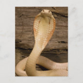 Albino Monacled Cobra, Naja kaouthia, gekocht Postkarte (Vorderseite)