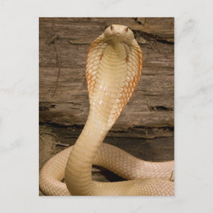 Albino Monacled Cobra, Naja kaouthia, gekocht Postkarte