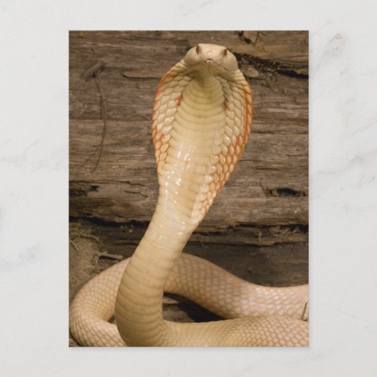 Albino Monacled Cobra, Naja kaouthia, gekocht Postkarte (Vorderseite)