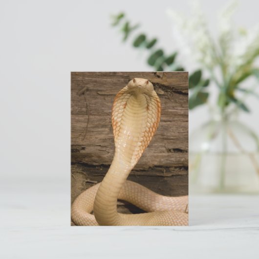 Albino Monacled Cobra, Naja kaouthia, gekocht Postkarte (Stehend Vorderseite)