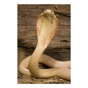 Albino-Monokel-Kobra, Naja kaouthia, zusammengerol Fotodruck