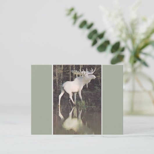 Albino Moose Postkarte (Stehend Vorderseite)