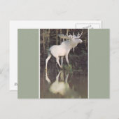 Albino Moose Postkarte (Vorne/Hinten)
