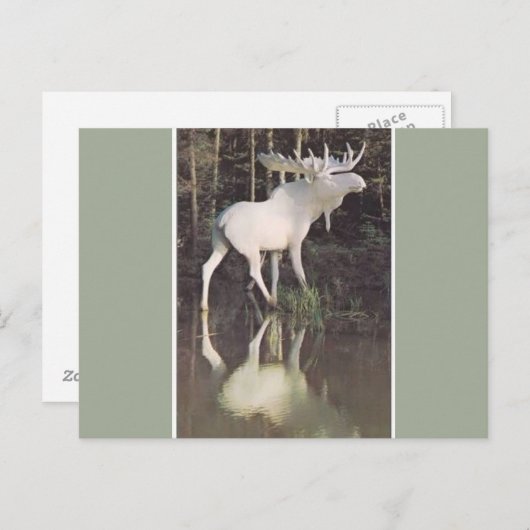 Albino Moose Postkarte (Vorne/Hinten)