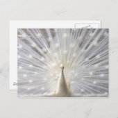 Albino Peacock Design Postkarte (Vorne/Hinten)