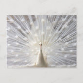 Albino Peacock Design Postkarte (Vorderseite)