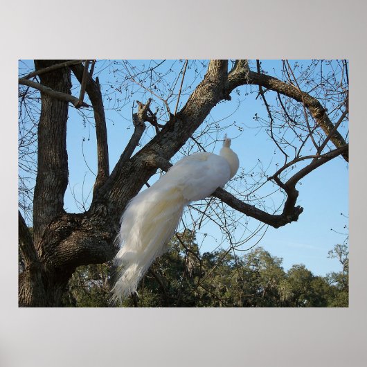 Albino Peacock in einem Baum Poster (Vorne)