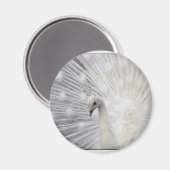 Albino Peacock Magnet (Vorderseite/Rückseite)