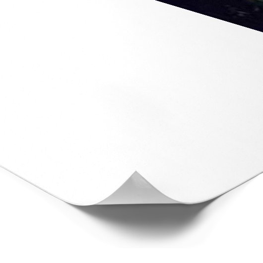 Albino Peacock Poster (Ecke)