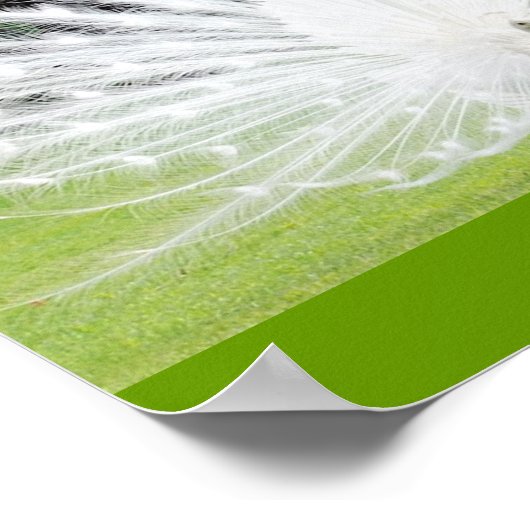 Albino-Peacock Poster (Ecke)