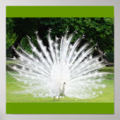 Albino-Peacock Poster (Vorne)