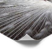 Albino Peacock Poster (Ecke)