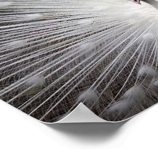 Albino Peacock Poster (Ecke)