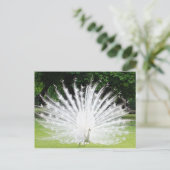 Albino-Peacock Postkarte (Stehend Vorderseite)
