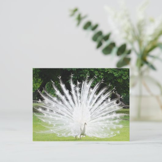 Albino-Peacock Postkarte (Stehend Vorderseite)