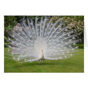 Albino Peacock zeigt Feathers an