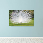 Albino Peacock zeigt Feathers an Leinwanddruck (Insitu (Holzboden))