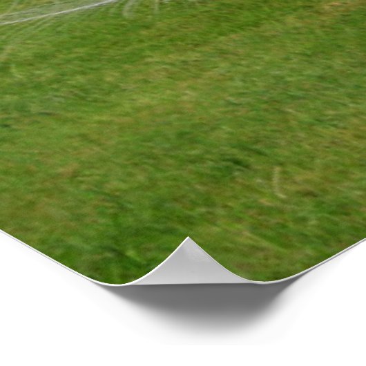 Albino Peacock zeigt Feathers an Poster (Ecke)