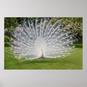 Albino Peacock zeigt Feathers an Poster