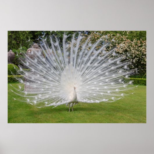 Albino Peacock zeigt Feathers an Poster (Vorne)