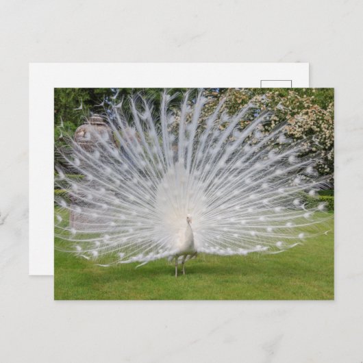 Albino Peacock zeigt Feathers an Postkarte (Vorne/Hinten)