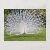 Albino Peacock zeigt Feathers an Postkarte (Vorderseite)