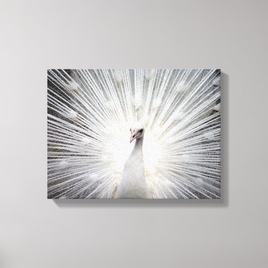 Albino Pfau Atemberaubende Kunst Leinwanddruck (Vorderseite)