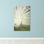 Albino-Pfau Leinwanddruck (Insitu (Holzboden))