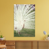 Albino-Pfau Leinwanddruck (Insitu (Wohnzimmer))