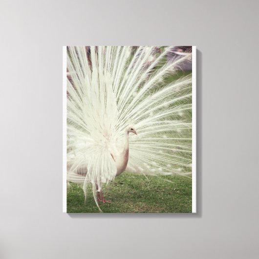 Albino-Pfau Leinwanddruck (Vorderseite)
