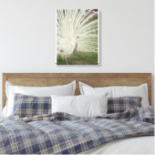 Albino-Pfau Leinwanddruck (Insitu (Schlafzimmer))